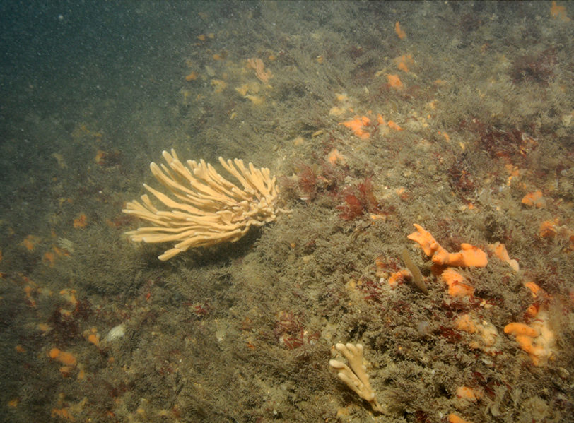 Flustra foliacea and Haliclona oculata with a rich faunal turf on tide-swept circalittoral mixed substrata