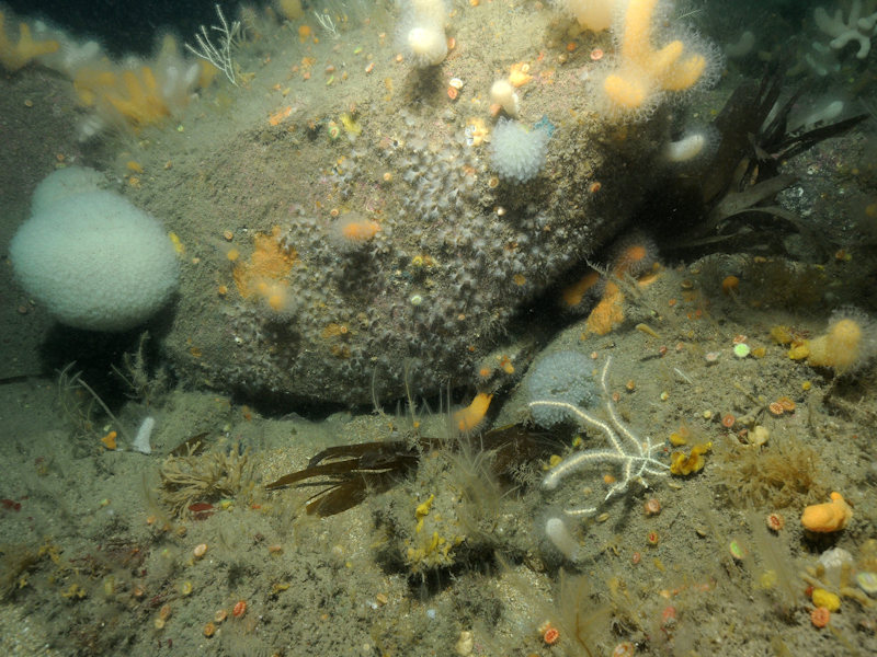 Caryophyllia smithii, Swiftia pallida and Alcyonium glomeratum on wave-sheltered circalittoral rock