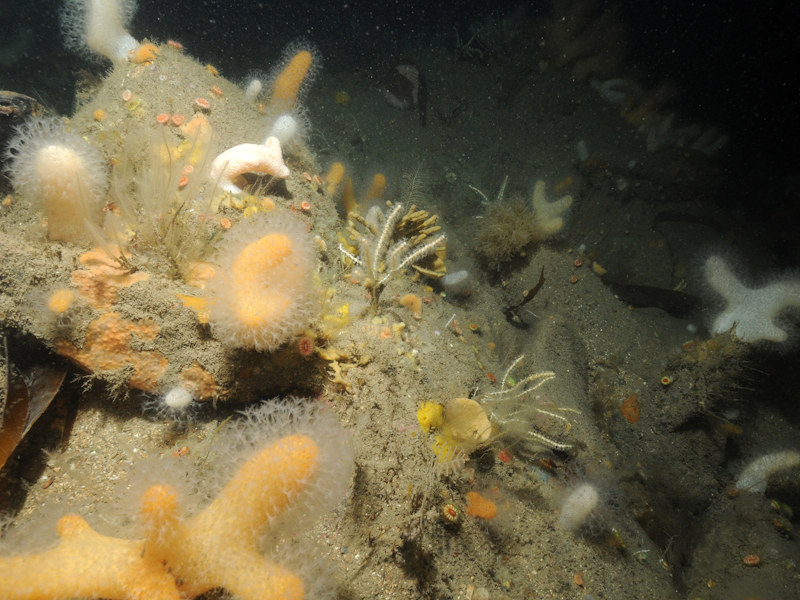 Caryophyllia smithii, Swiftia pallida and Alcyonium glomeratum on wave-sheltered circalittoral rock