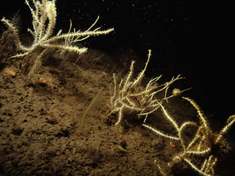 Caryophyllia smithii, Swiftia pallida and large solitary ascidians on exposed or moderately exposed circalittoral rock