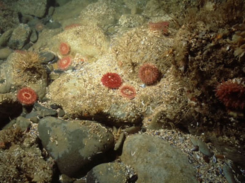 Urticina felina and sand-tolerant fauna on sand-scoured or covered circalittoral rock