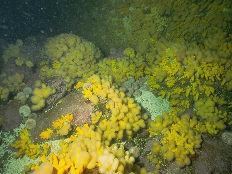 Alcyonium digitatum, Pomatoceros triqueter, algal and bryozoan crusts on wave-exposed circalittoral rock