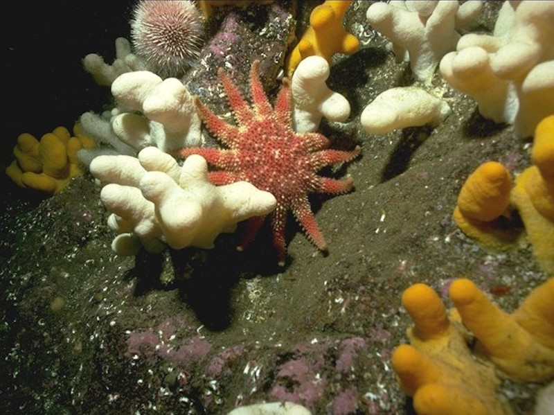 Alcyonium digitatum, Pomatoceros triqueter, algal and bryozoan crusts on wave-exposed circalittoral rock