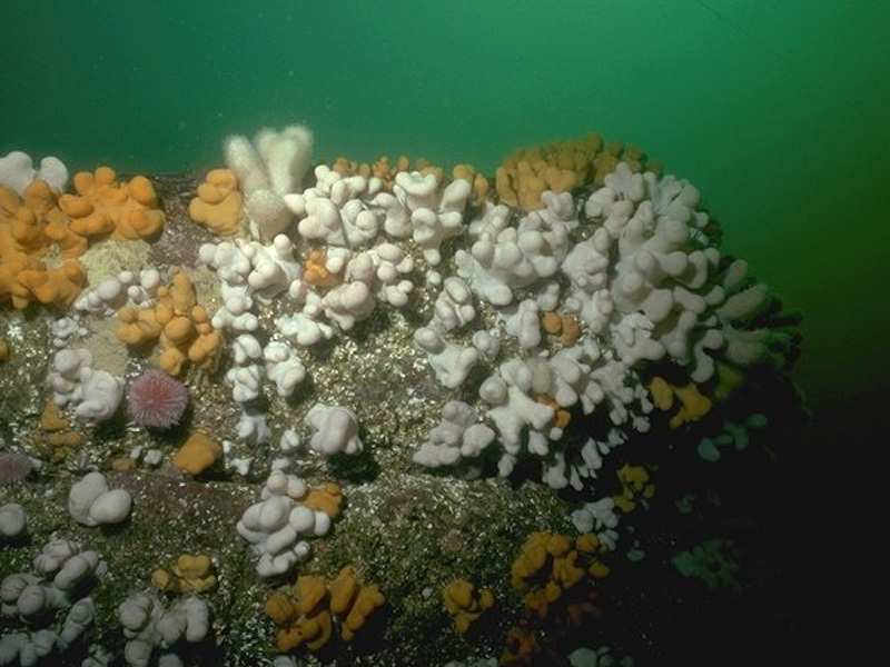 Alcyonium digitatum, Pomatoceros triqueter, algal and bryozoan crusts on wave-exposed circalittoral rock