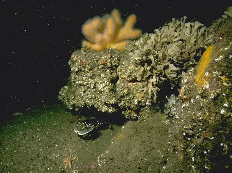Alcyonium digitatum with Securiflustra securifrons on tide-swept moderately wave-exposed circalittoral rock