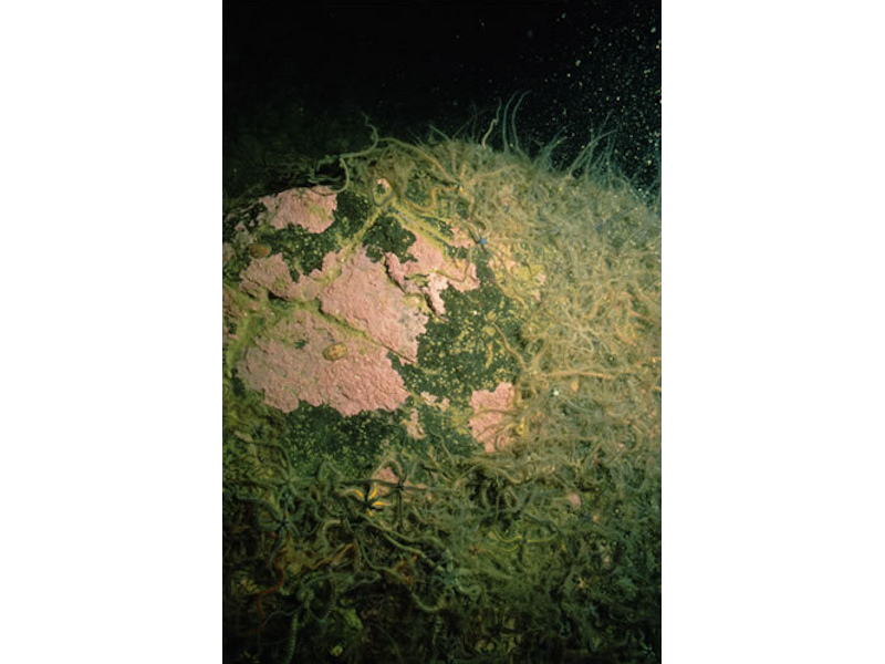 Brittlestars on faunal and algal encrusted exposed to moderately wave-exposed circalittoral rock