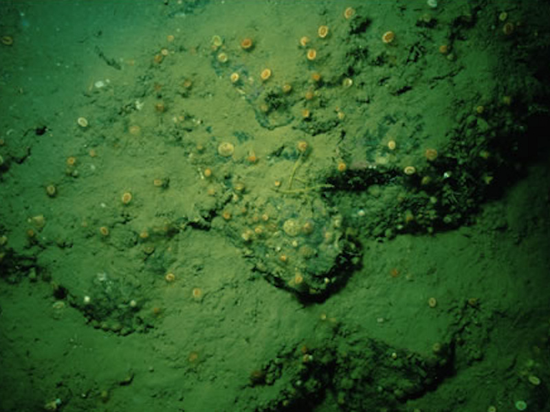 Caryophyllia smithii with faunal and algal crusts on moderately wave-exposed circalittoral rock
