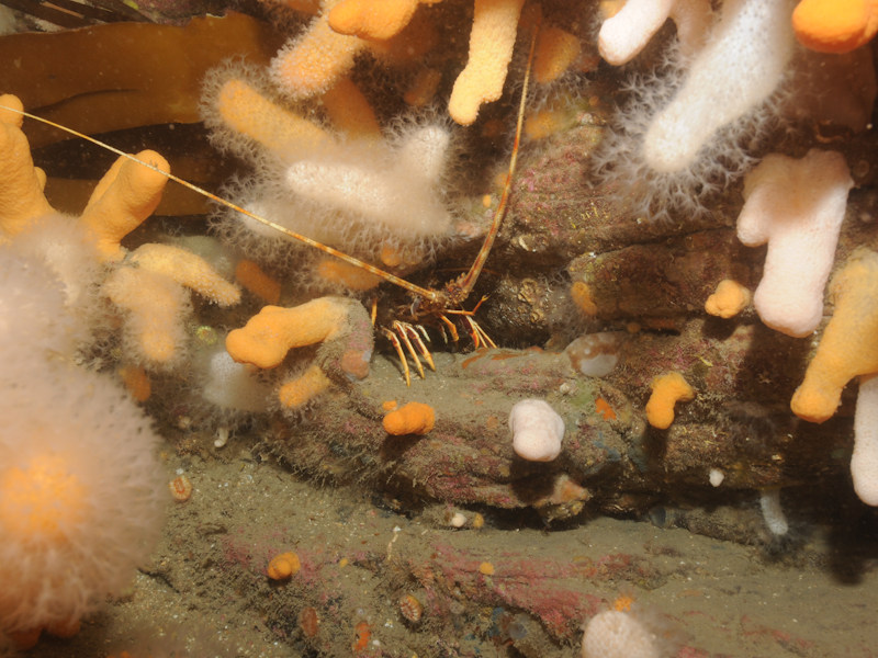 Alcyonium digitatum and faunal crust communities on vertical circalittoral bedrock with Palinurus elephas