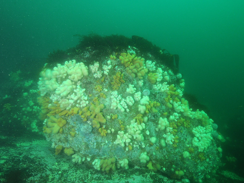 Alcyonium digitatum and faunal crust communities on vertical circalittoral bedrock