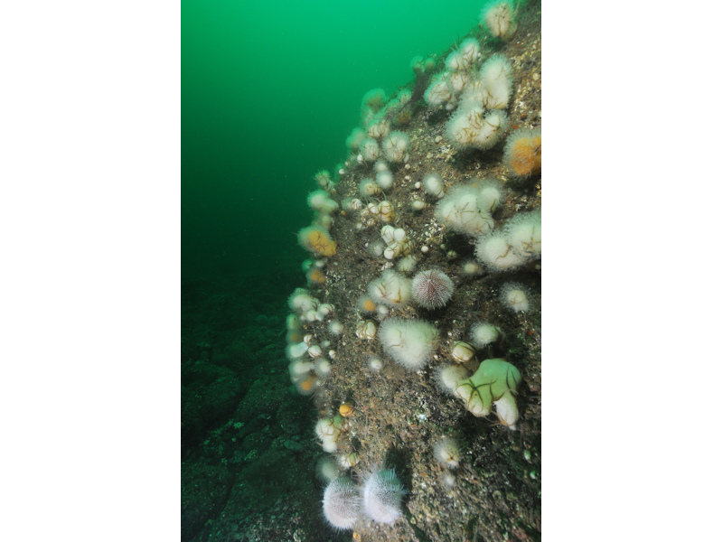 Alcyonium digitatum and faunal crust communities on vertical circalittoral bedrock