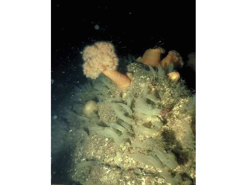 Solitary ascidians, including Ascidia mentula and Ciona intestinalis, with Antedon spp. on wave-sheltered circalittoral rock