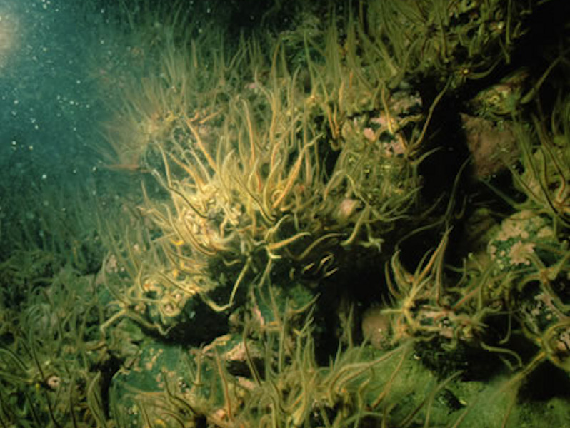 Dense brittlestars with sparse Ascidia mentula and Ciona intestinalis on sheltered circalittoral mixed substrata