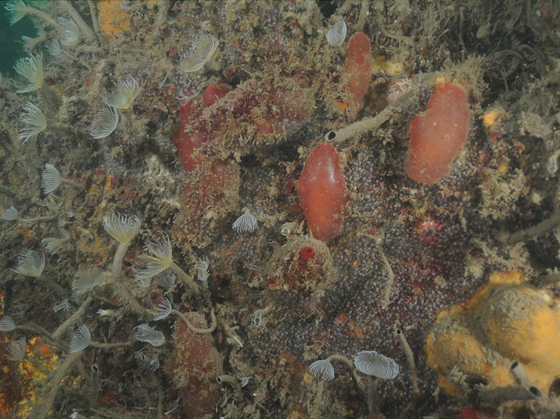[A4-311_CR-LCR-BrAs-AmenCio_12082016_Keith_Hiscock]: Solitary ascidians, including <em>Ascidia mentula</em> and <em>Ciona intestinalis</em>, on wave-sheltered circalittoral rock