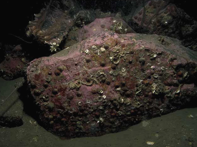 Neocrania anomala, Dendrodoa grossularia and Sarcodictyon roseum on variable salinity circalittoral rock