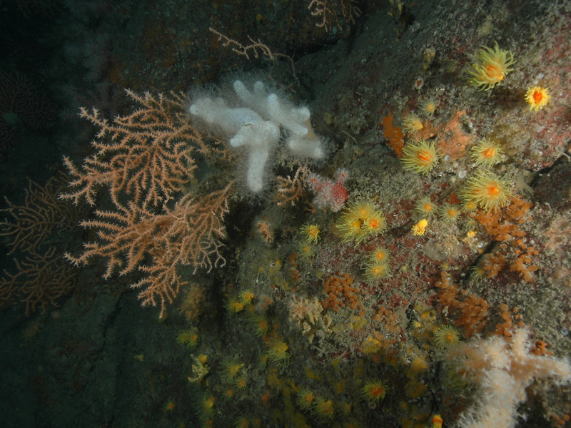 Sponges, cup corals and anthozoans on shaded or overhanging circalittoral rock