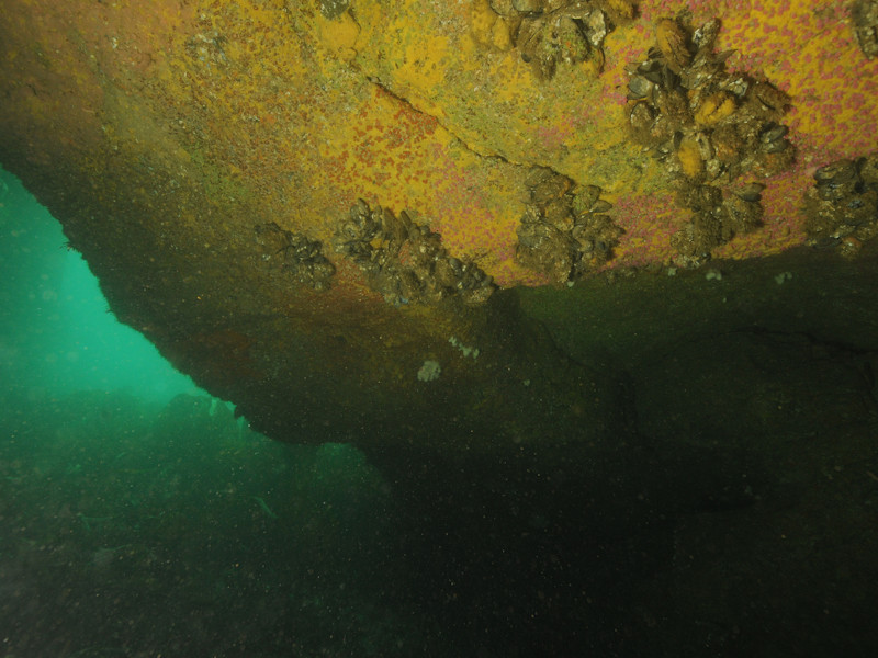 Circalittoral caves and overhangs