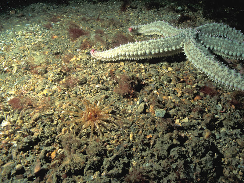 Mediomastus fragilis, Lumbrineris spp. and venerid bivalves in circalittoral coarse sand or gravel