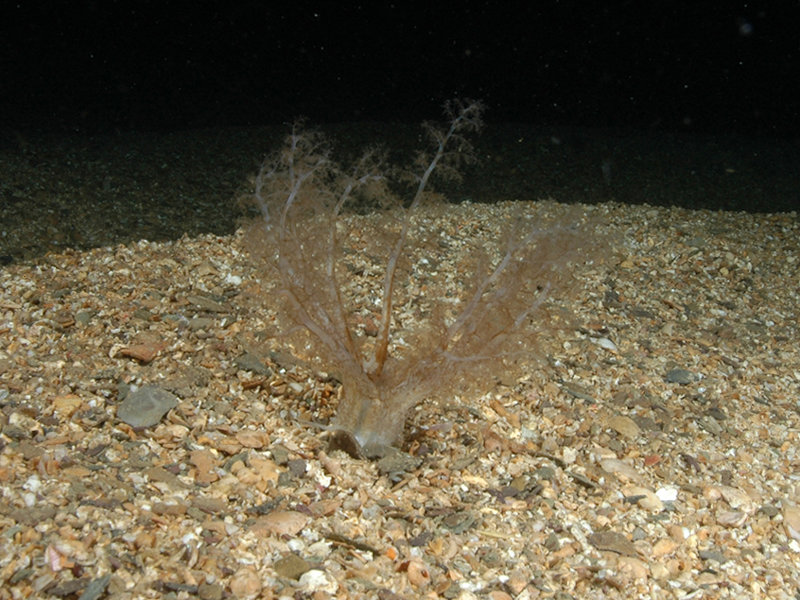 Neopentadactyla mixta in circalittoral shell gravel or coarse sand