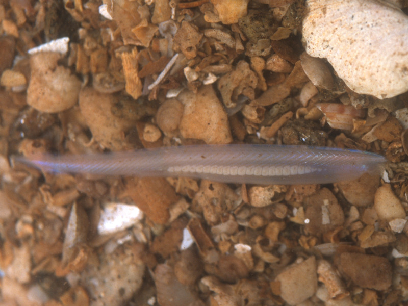 Branchiostoma lanceolatum on circalittoral coarse sand with shell gravel