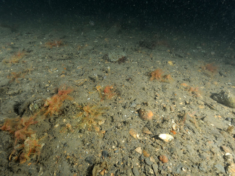 Offshore circalittoral coarse sediment