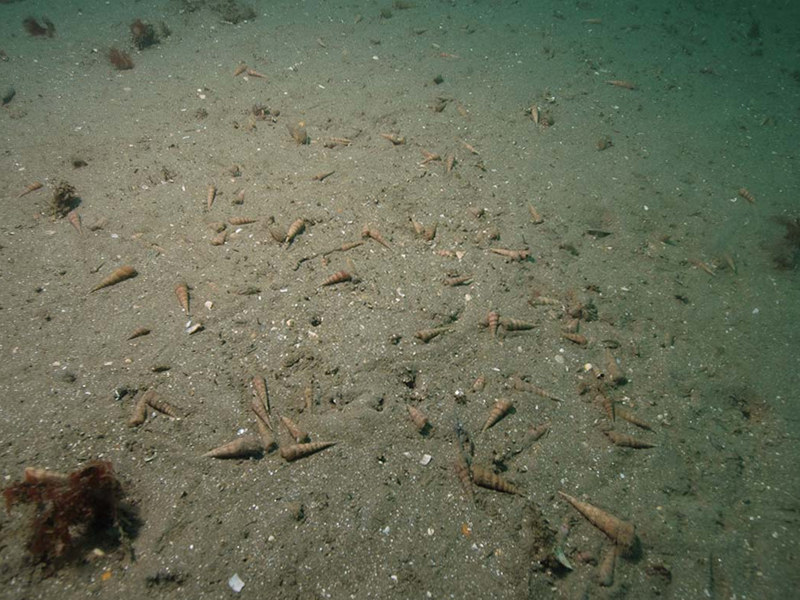 Melinna palmata with Magelona spp. and Thyasira spp. in infralittoral sandy mud