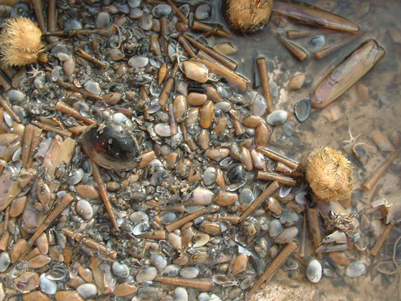 Lagis koreni and Phaxas pellucidus in circalittoral sandy mud