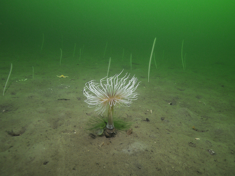 Seapens, including Funiculina quadrangularis, and burrowing megafauna in undisturbed circalittoral fine mud