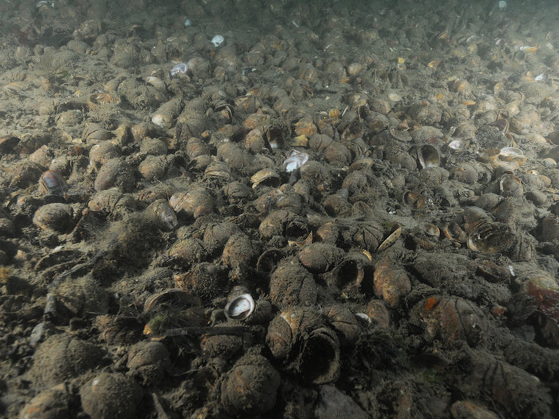 Crepidula fornicata and Mediomastus fragilis in variable salinity infralittoral mixed sediment