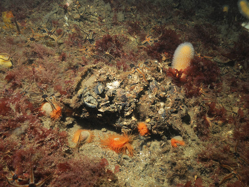 Modal: <em>Limaria hians</em> beds in tide-swept sublittoral muddy mixed sediment