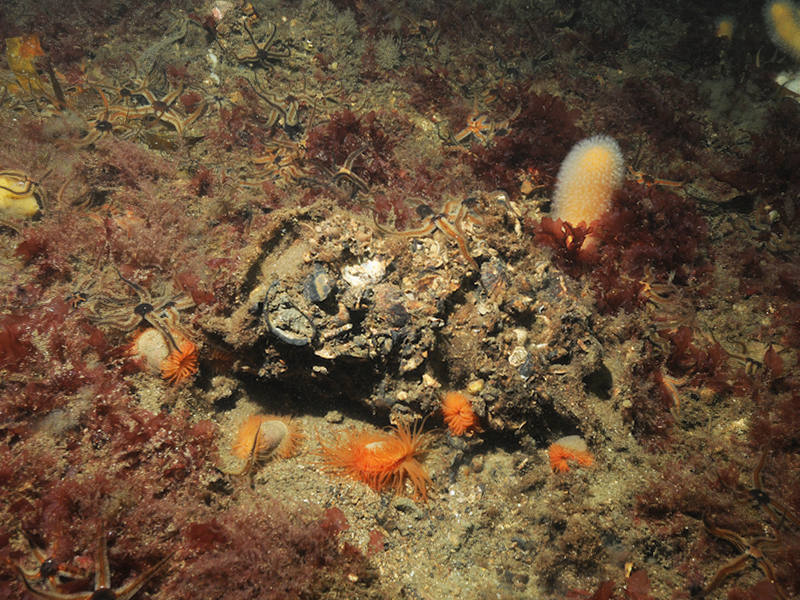 Limaria hians beds in tide-swept sublittoral muddy mixed sediment