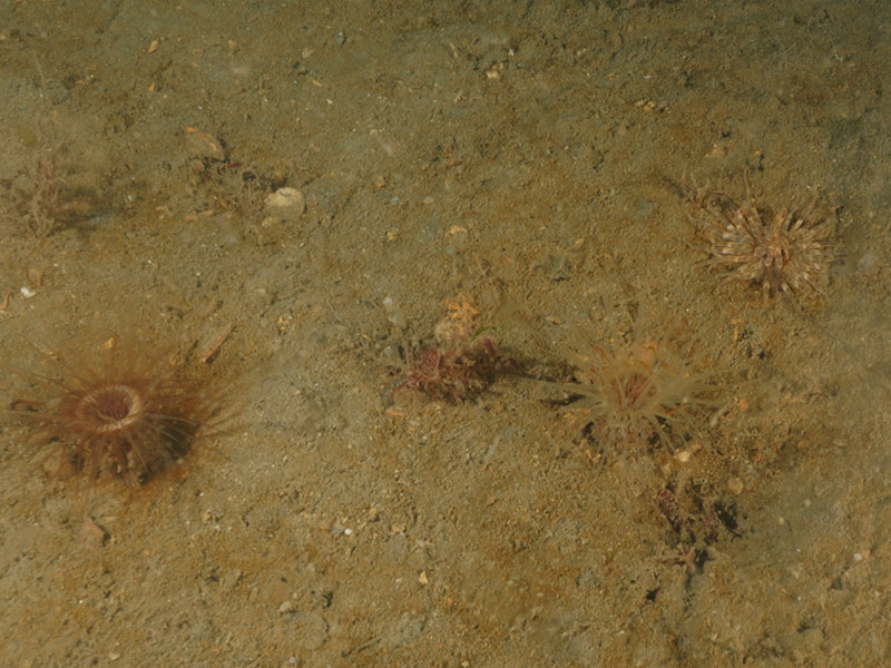 Cerianthus lloydii with Nemertesia spp. and other hydroids in circalittoral muddy mixed sediment