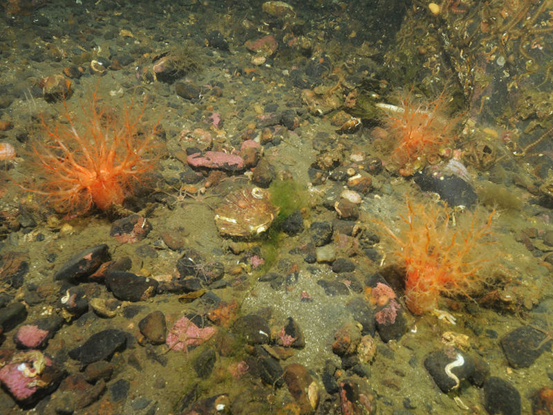 Sparse Modiolus modiolus, dense Cerianthus lloydii and burrowing holothurians on sheltered circalittoral stones and mixed sediment