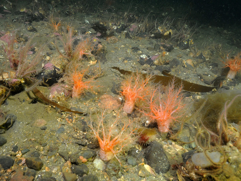 Sparse Modiolus modiolus, dense Cerianthus lloydii and burrowing holothurians on sheltered circalittoral stones and mixed sediment