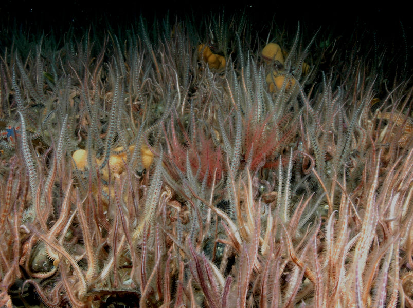 Ophiothrix fragilis and/or Ophiocomina nigra brittlestar beds on sublittoral mixed sediment