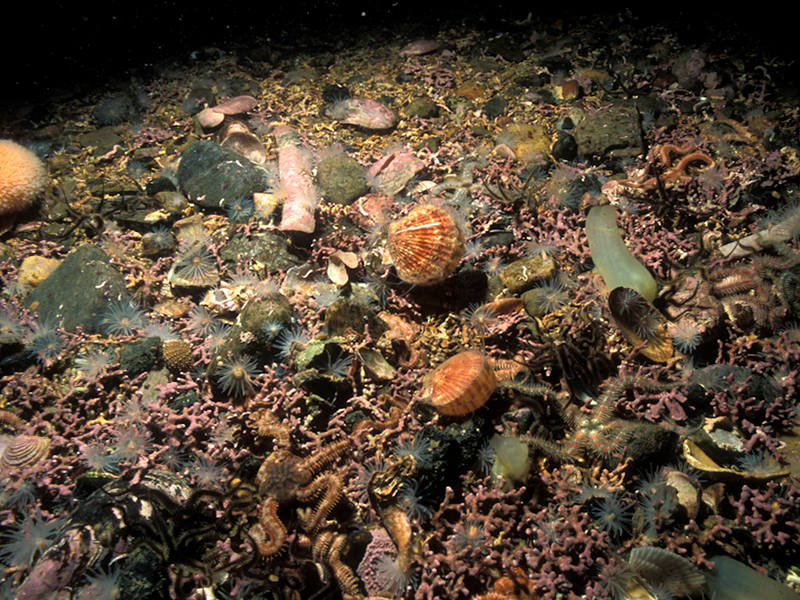 Phymatolithon calcareum maerl beds in infralittoral clean gravel or coarse sand