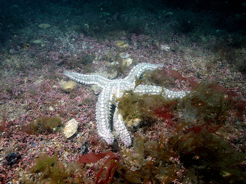 Phymatolithon calcareum maerl beds in infralittoral clean gravel or coarse sand