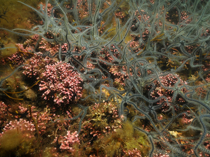 Lithothamnion glaciale maerl beds in tide-swept variable salinity infralittoral gravel