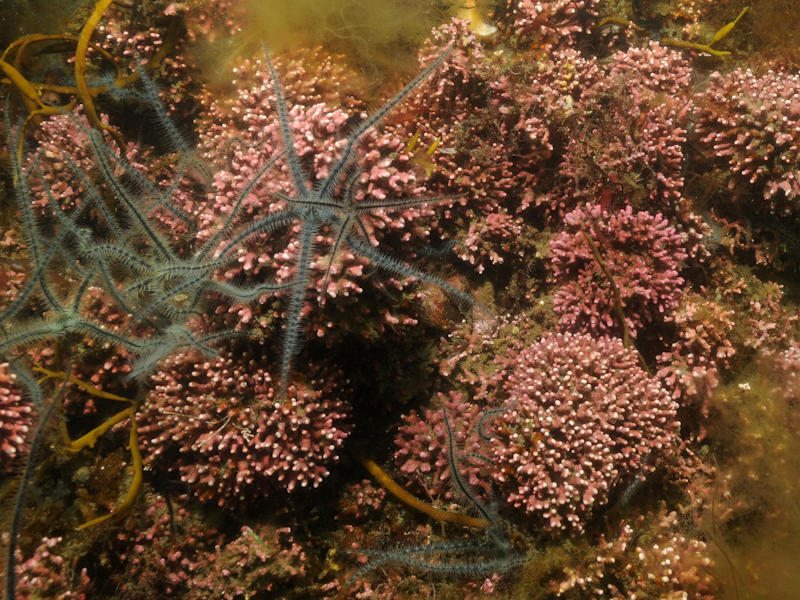 Lithothamnion glaciale maerl beds in tide-swept variable salinity infralittoral gravel