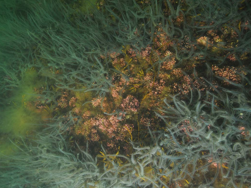 Lithothamnion glaciale maerl beds in tide-swept variable salinity infralittoral gravel