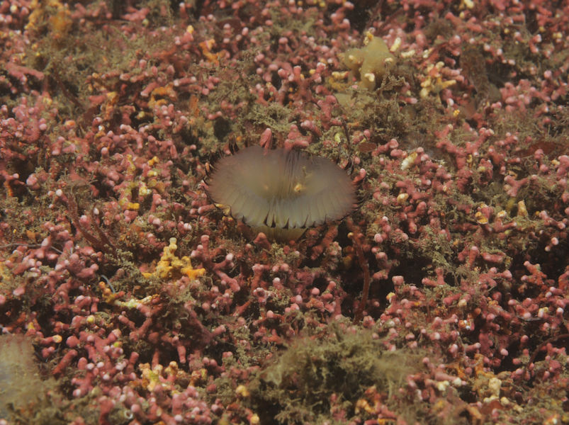 Lithothamnion corallioides maerl beds on infralittoral muddy gravel