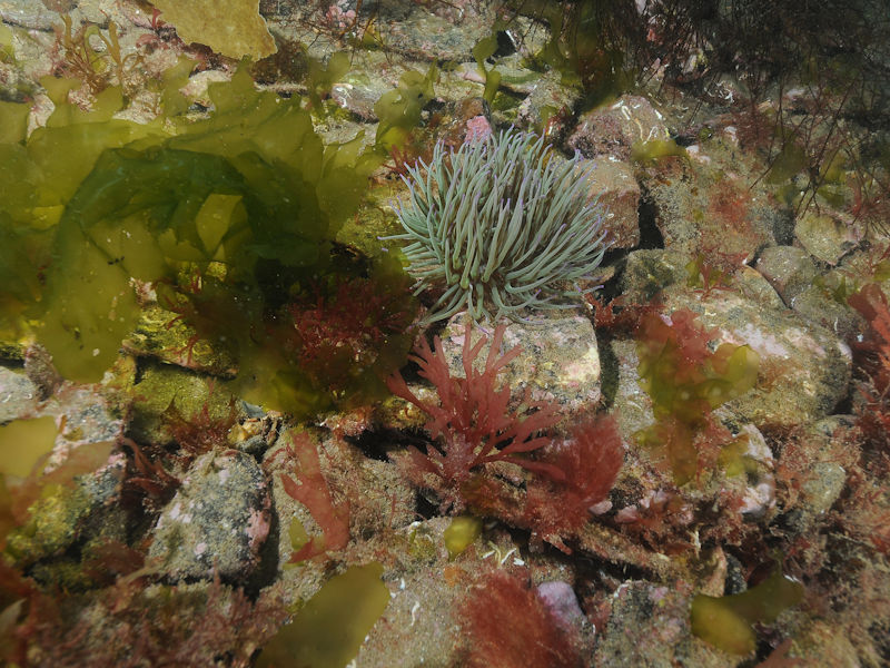 Red seaweeds and kelps on tide-swept mobile infralittoral cobbles and pebbles