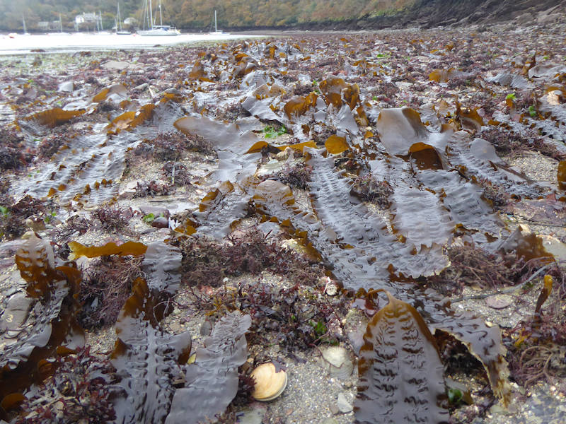 Saccharina latissima and robust red algae on infralittoral gravel and pebble