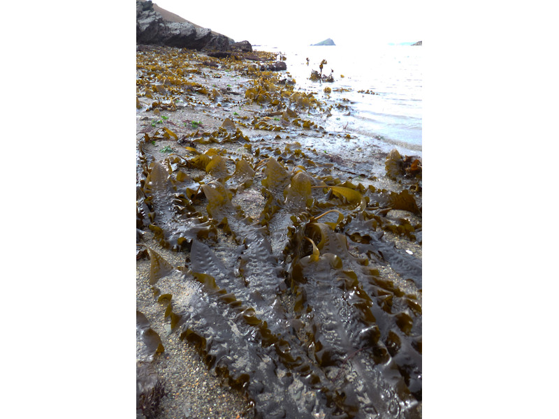 Saccharina latissima and robust red algae on infralittoral gravel and pebble