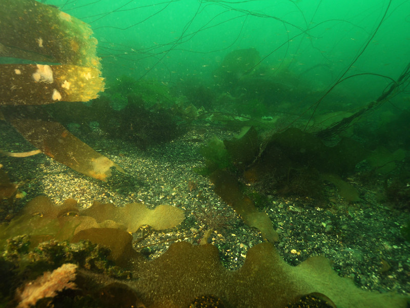 Kelp and seaweed communities on sublittoral sediment