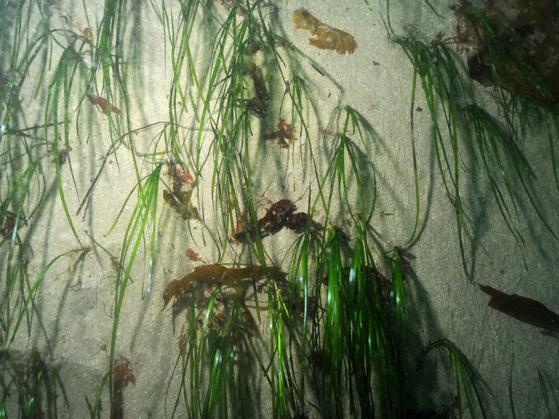 Zostera marina/angustifolia beds on lower shore or infralittoral clean or muddy sand