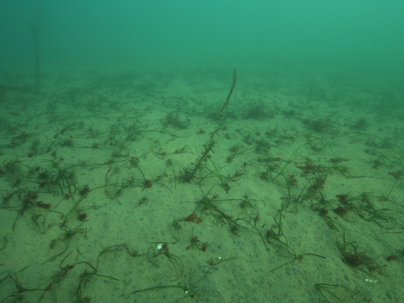 Zostera marina/angustifolia beds on lower shore or infralittoral clean or muddy sand