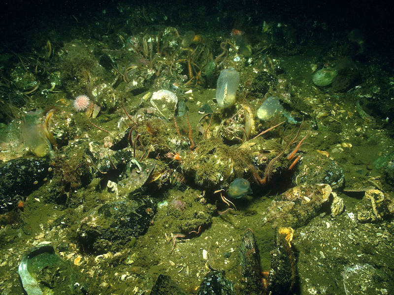 Modiolus modiolus beds with fine hydroids and large solitary ascidians on very sheltered circalittoral mixed substrata