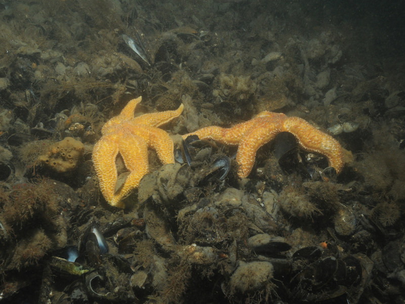 Mytilus edulis beds on sublittoral sediment