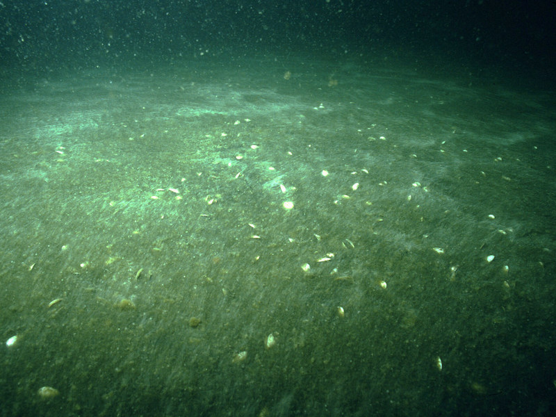 Beggiatoa spp. on anoxic sublittoral mud