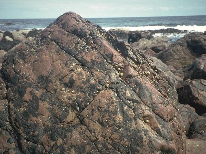 Verrucaria maura and sparse barnacles on exposed littoral fringe rock